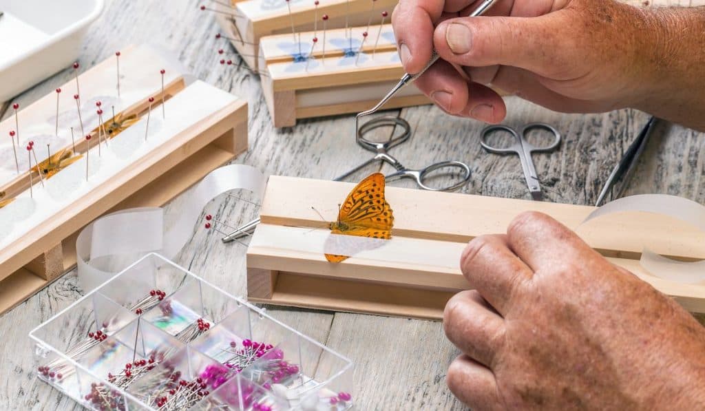 Man spreading butterfly wings with a strip of glassine, entomologist studying a butterfly