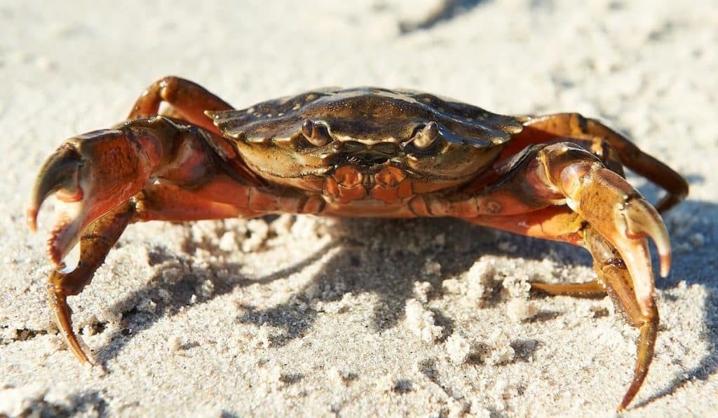 Shore Crab standing in sand on the beach