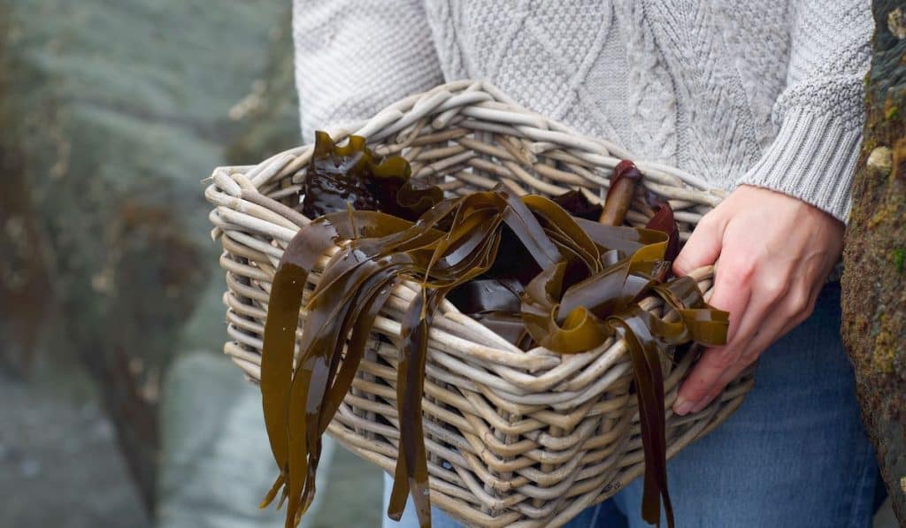 Woman carrying wicker basket of foraged brown seaweeds 