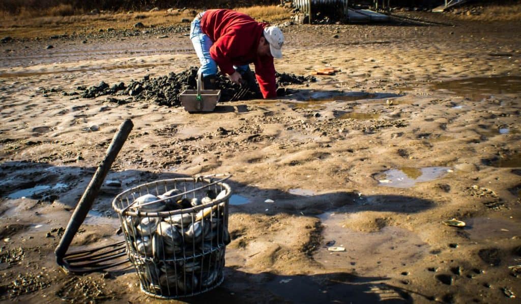 clammer digging in the sand for clams