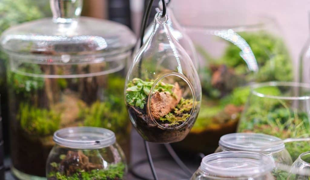 small plant inside a glass decorative terrarium