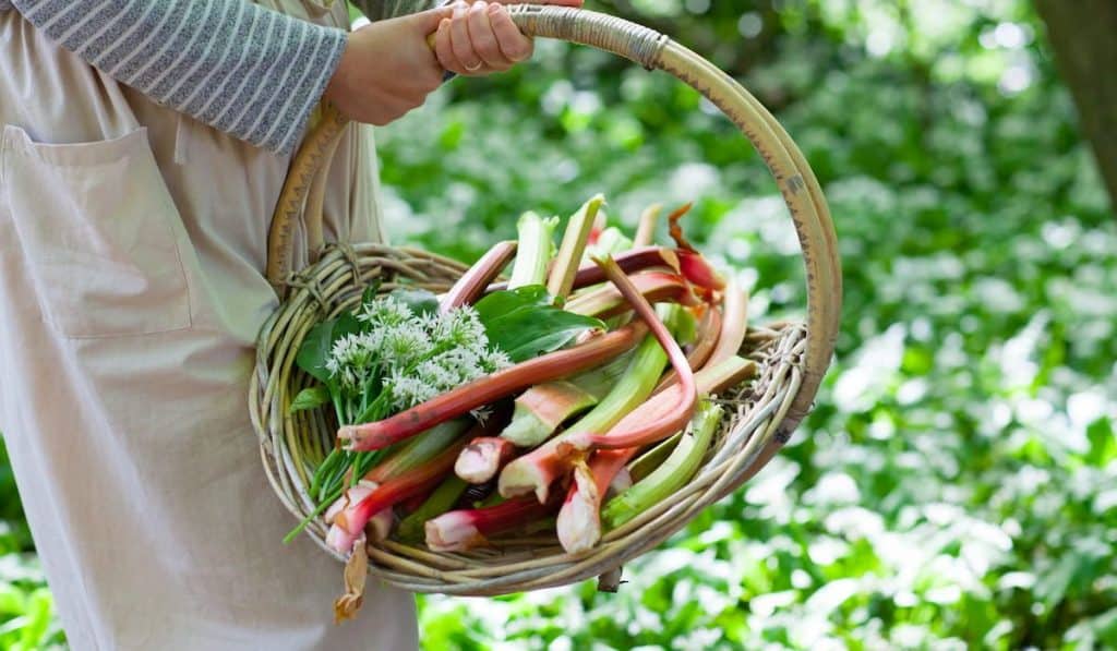 foraging for organic wild garlic