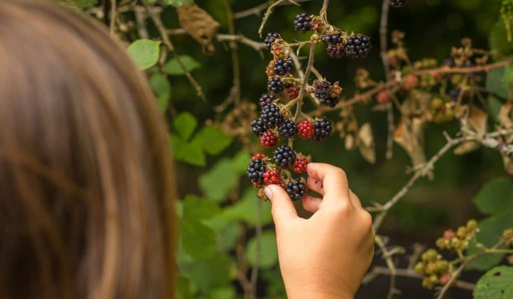 foraging fruits 