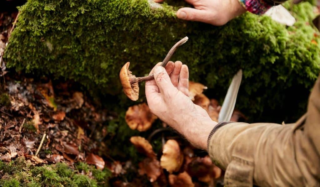 holding edible wild fungus 