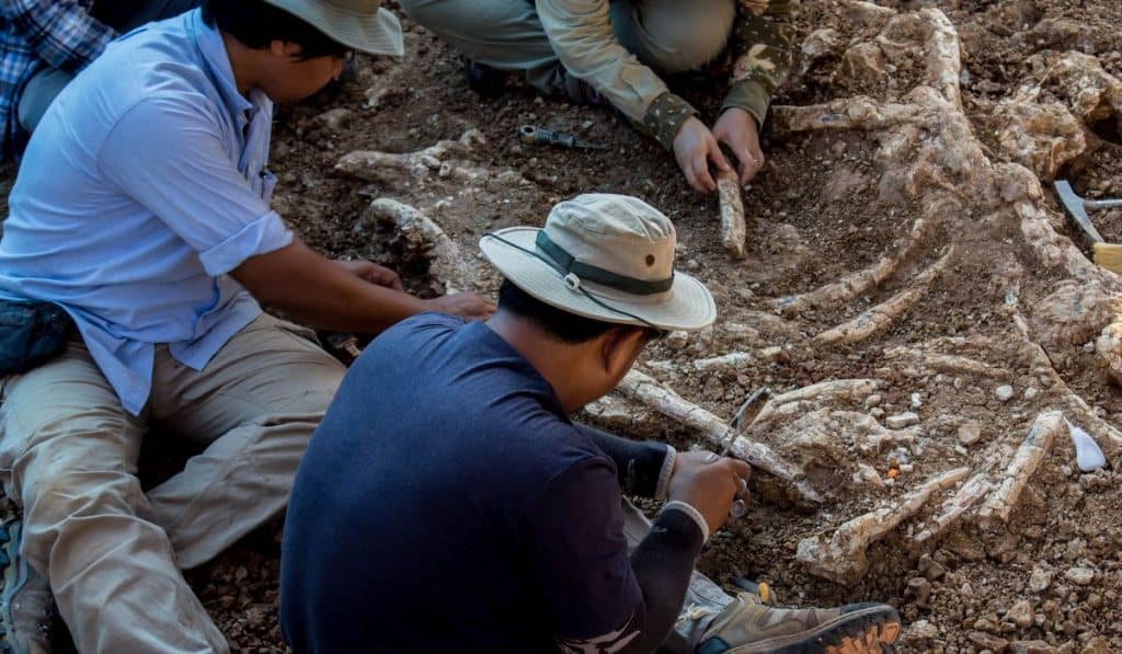 paleontologist dig dinosaur skeleton real fossil in sedimentary rock
