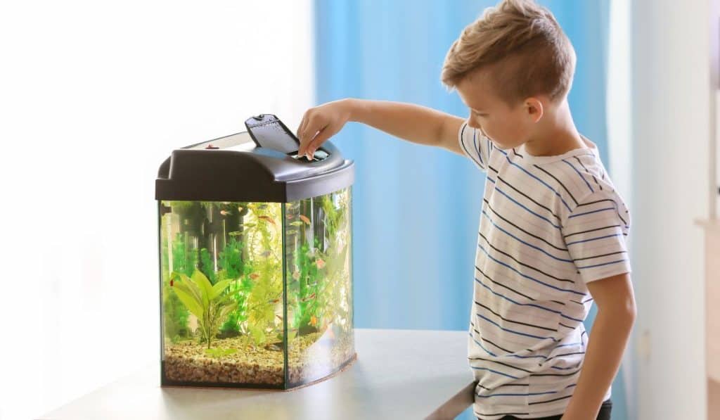 boy feeding fish in the aquarium