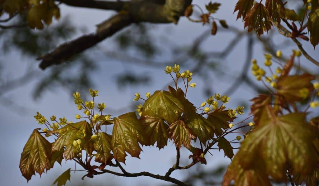 Fresh leaves and flowers on a branch of a maple tree
