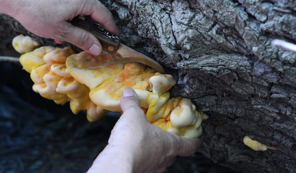 Hands forage for chicken of the woods