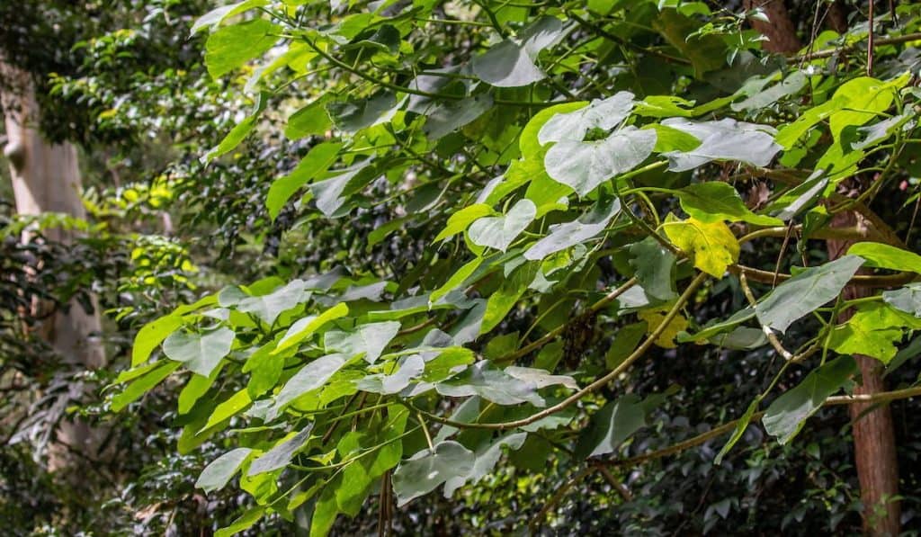 Leaves of an Australian Stinging Tree
