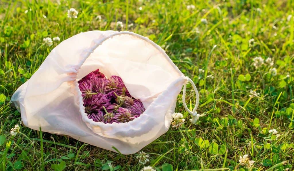 Red clover flowers in foraging bag