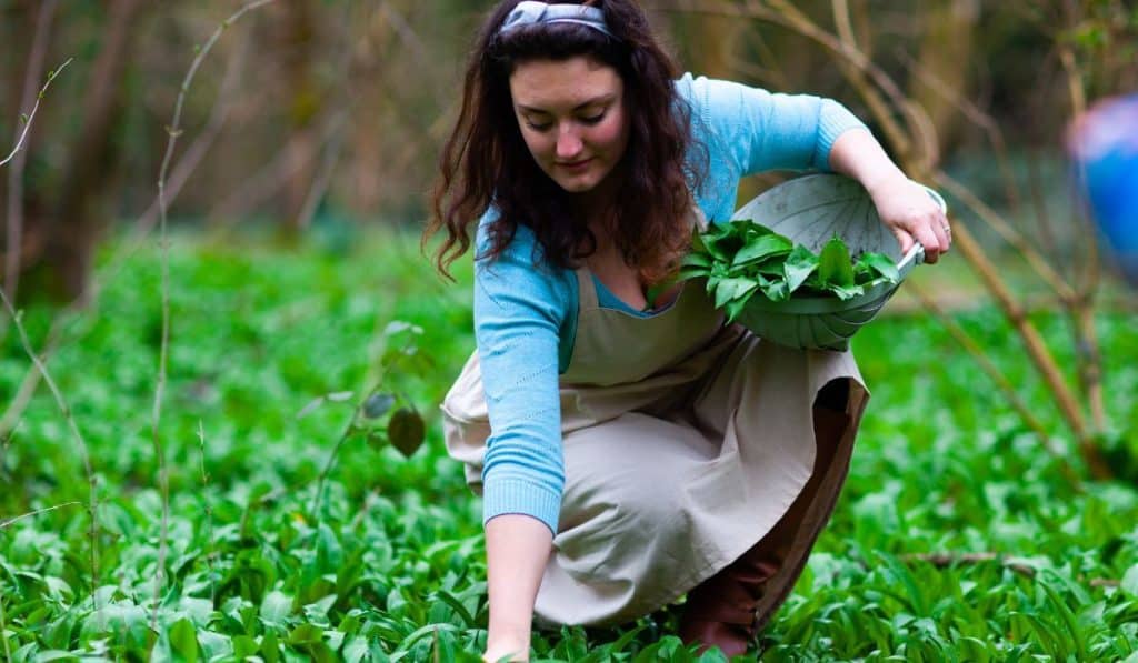  woman foraging for organic wild garlic