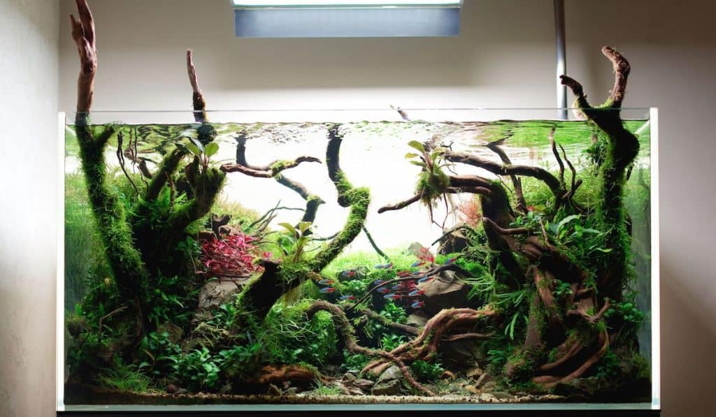 Beautiful freshwater aquascape with live aquarium plants