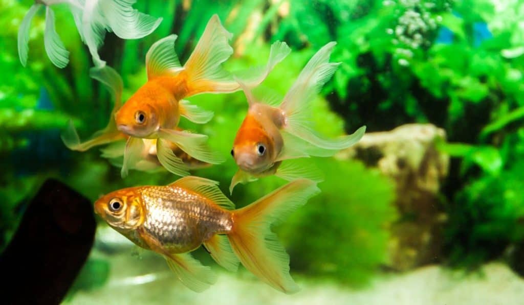 Gold Fish in fresh water aquarium
