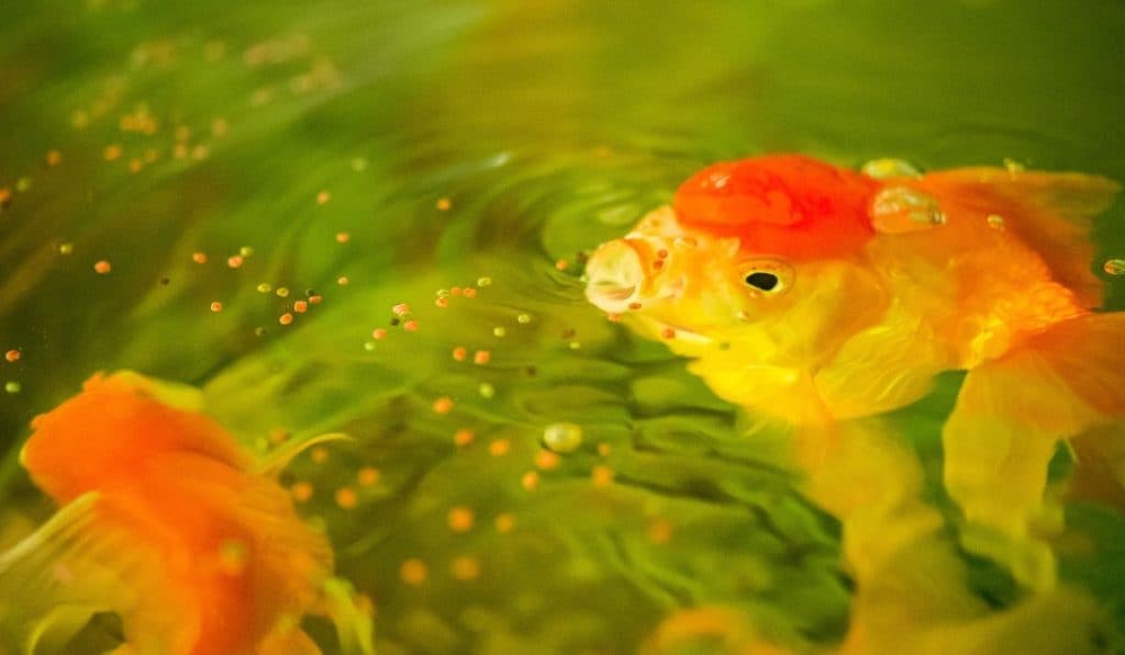 Goldfish eating food.
