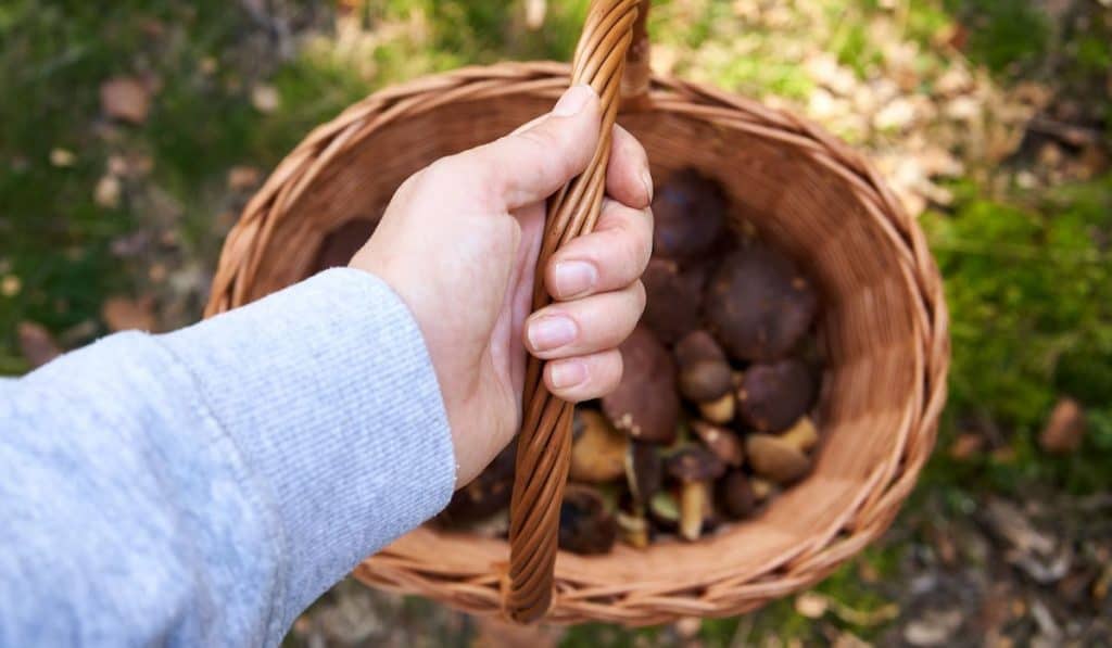 Hand holding a basket with fresh wild edible mushrooms