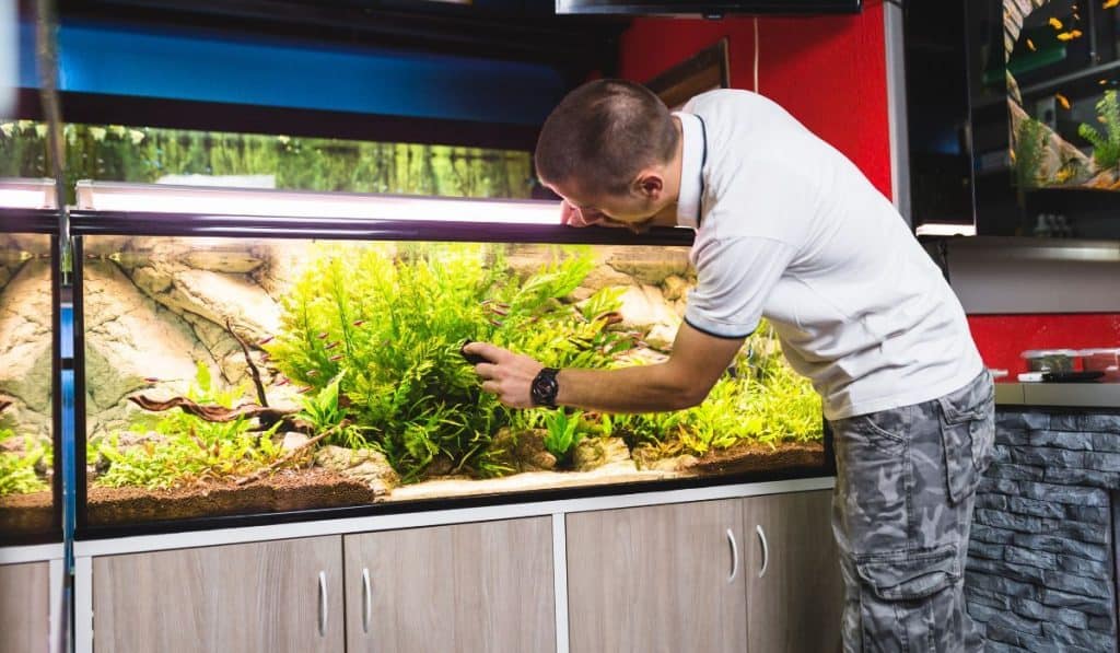 Man cleaning aquarium using magnetic fish tank cleaner.
