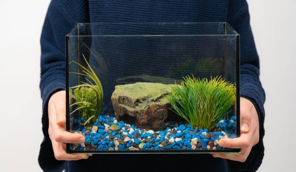 Person holding fish tank aquarium