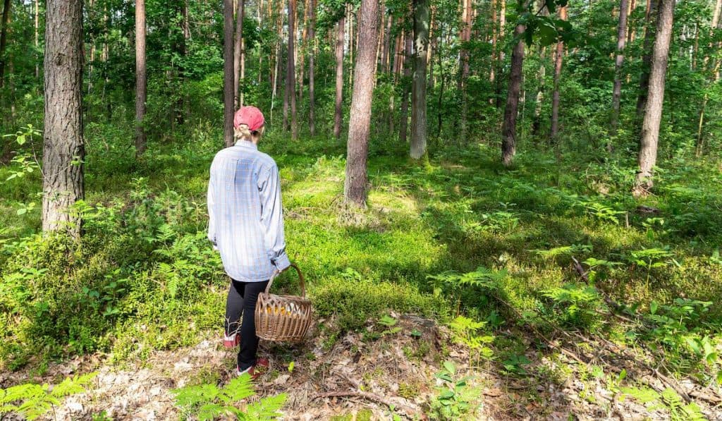 Woman with a wicker basket doing mushroom hunting in a forest n Poland