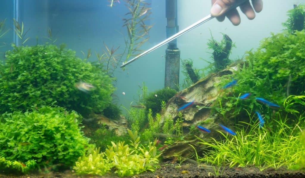 blurred hand Trim plants underwater and cleaning aquascape tank
