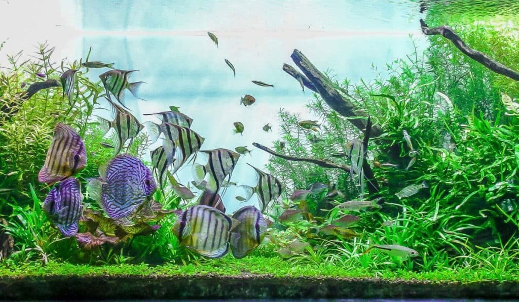 planted aquarium background with schooling of tropical fish