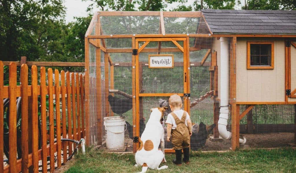 Toddler and Dog looking at Backyard Chicken Coop
