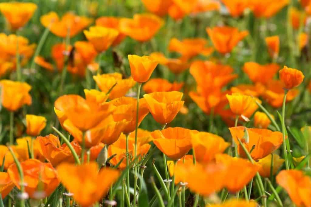 A field of yellow California Poppies