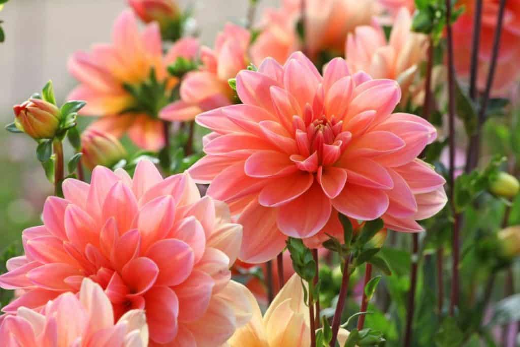 Beautiful pink Dahlia flowers in the garden