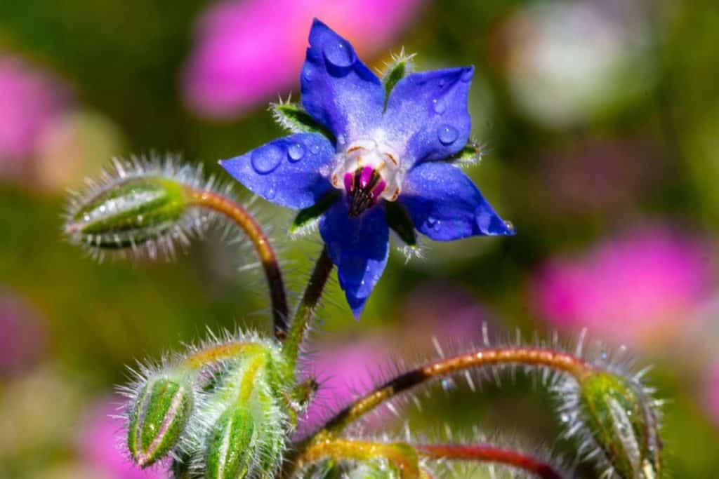 Blue borage flower growing outdoors