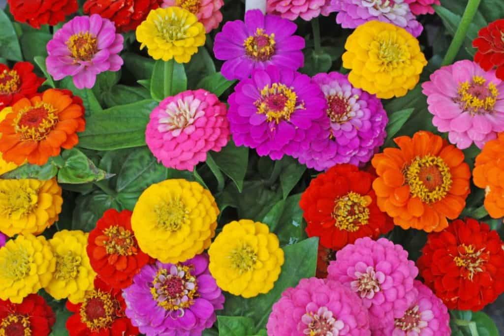 Colorful Zinnia flowers in the garden 