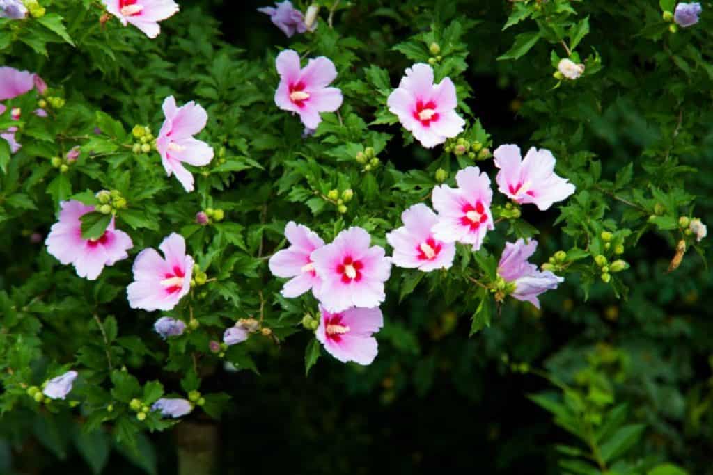 Light colored Rose of Sharon or Hibiscus in the garden