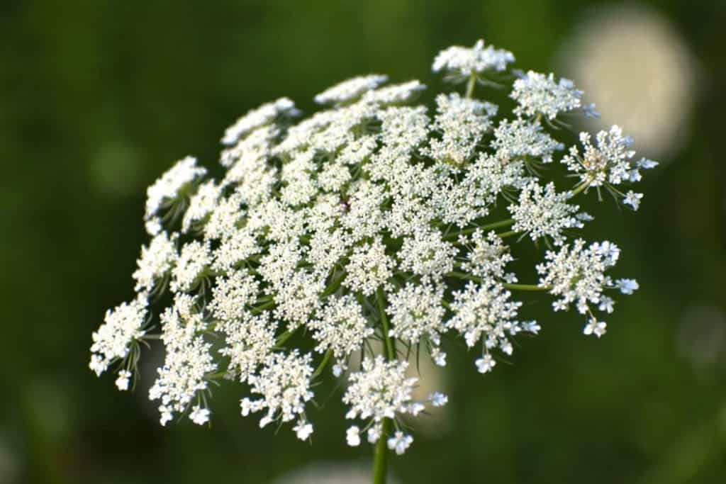 white small Queen Annes Lace flowers blooming in the yard