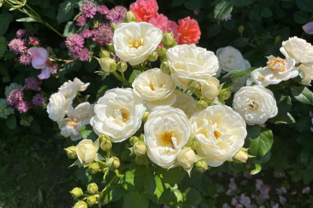 white and cream rose shrub in the garden