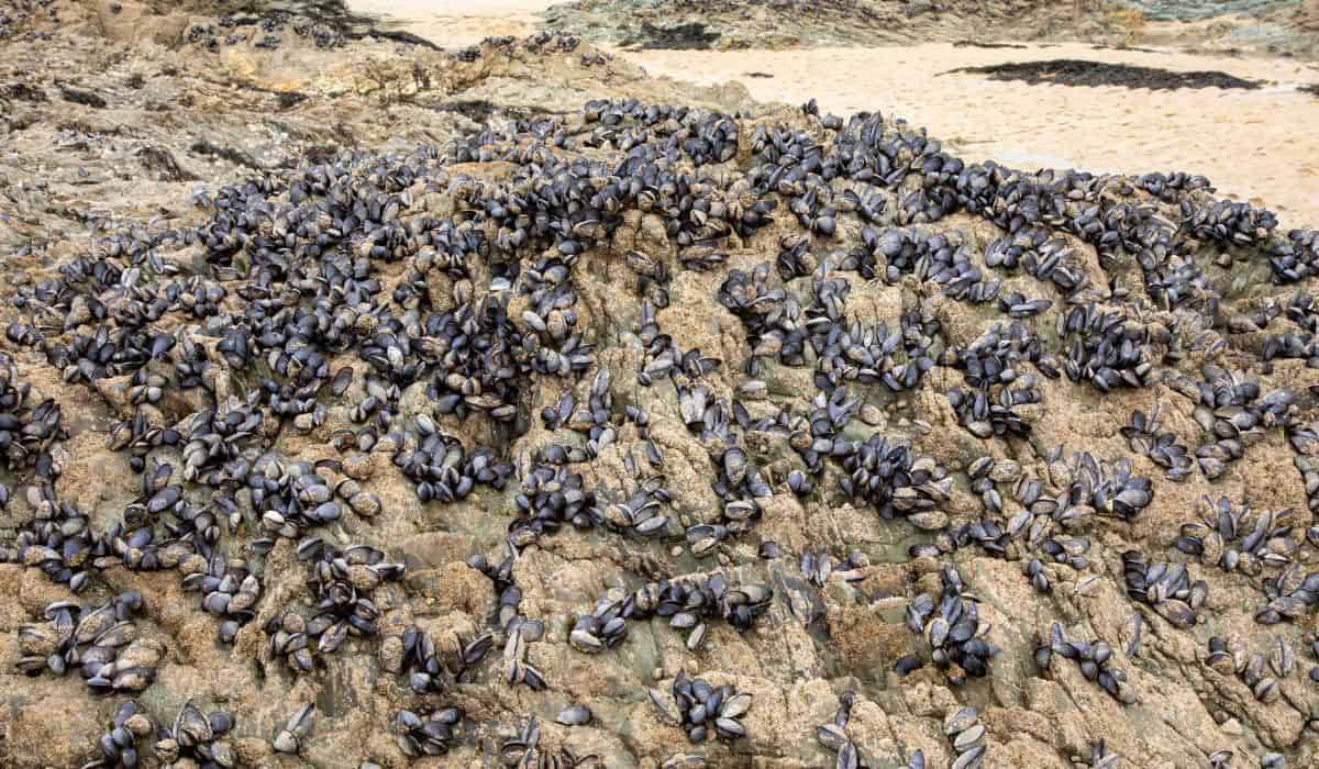 A large mussel bed on a rock