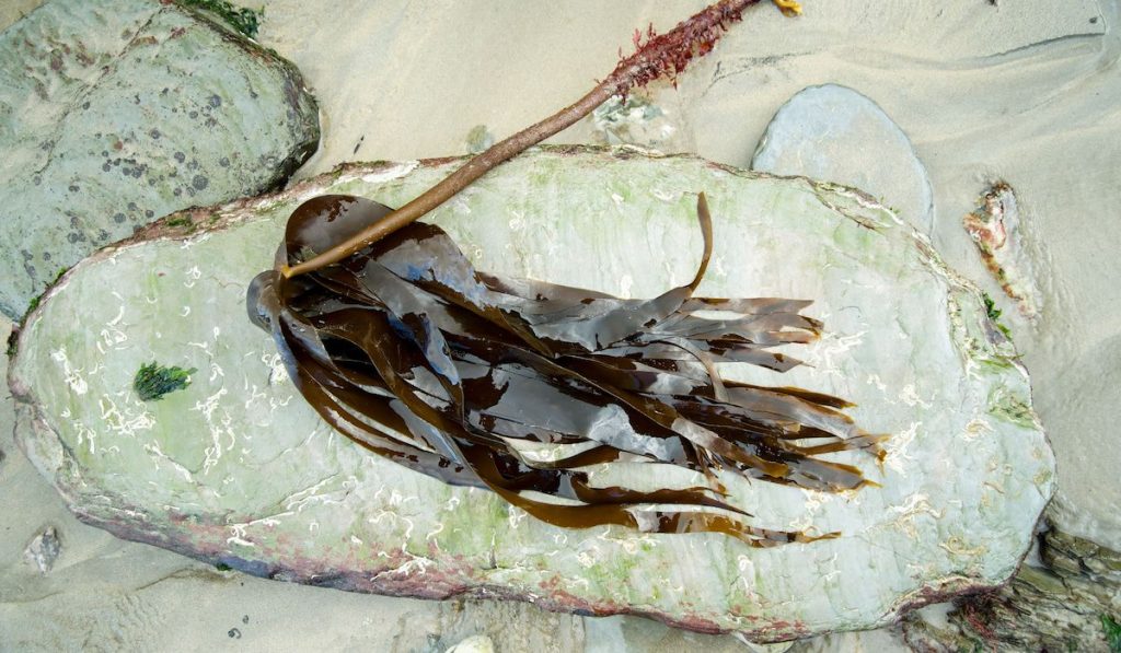 Atlantic Oarweed seaweed, Kelp (Laminaria Digitata) on rocky shore