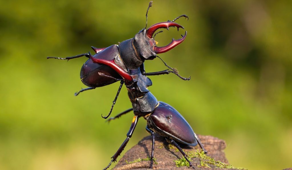 Brown horned bugs fighting in nature.
