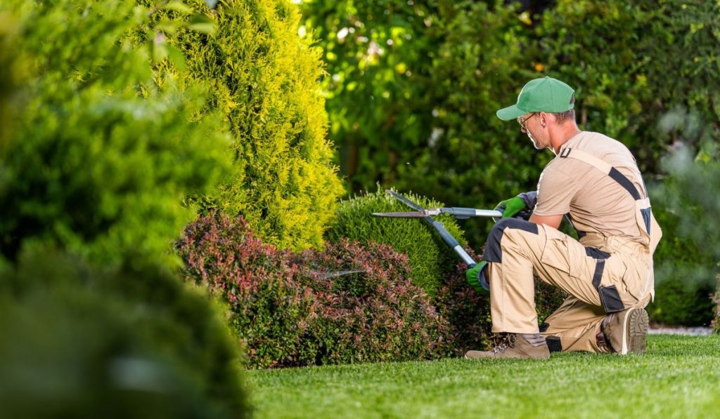 Garden Pruning Works to Maintain the Appearance of Shrubs,