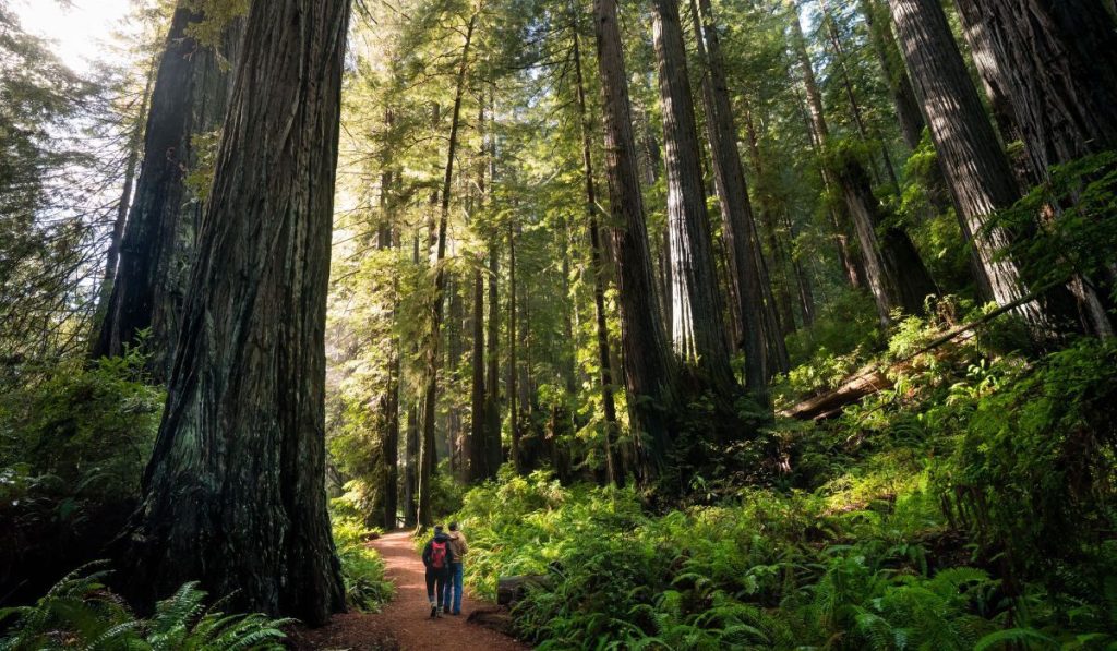 Male and Female hiker walking through giant redwood forest.