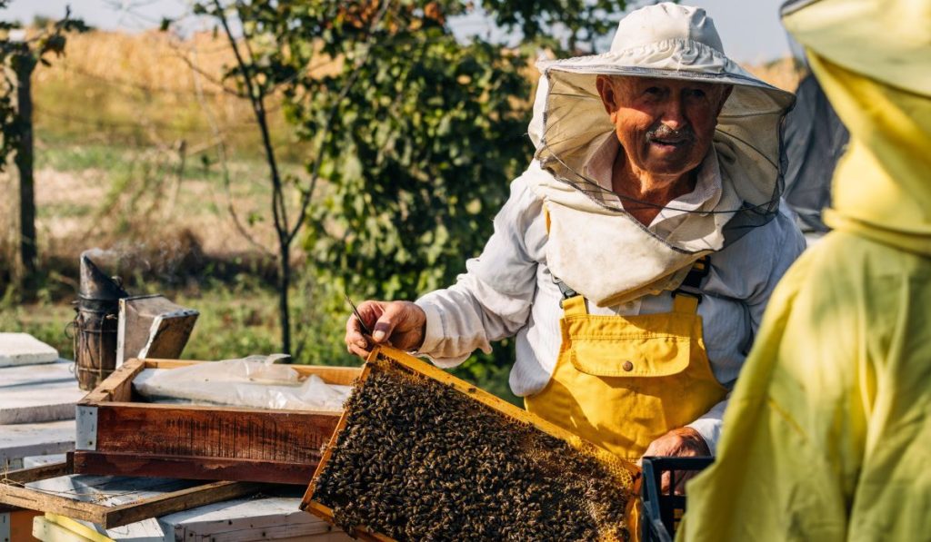 Old man working as a beekeeper