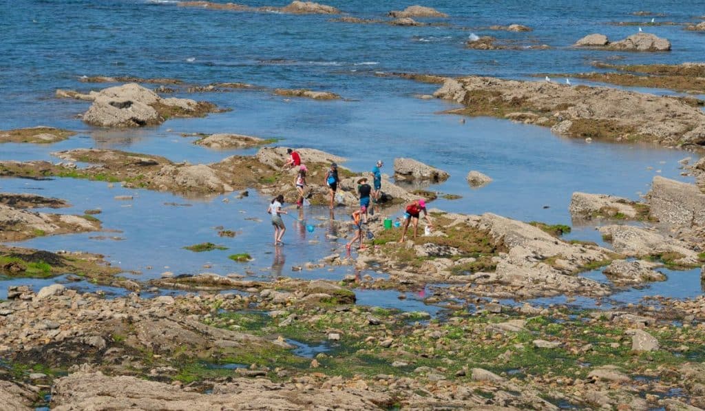 People with nets seaside foraging 