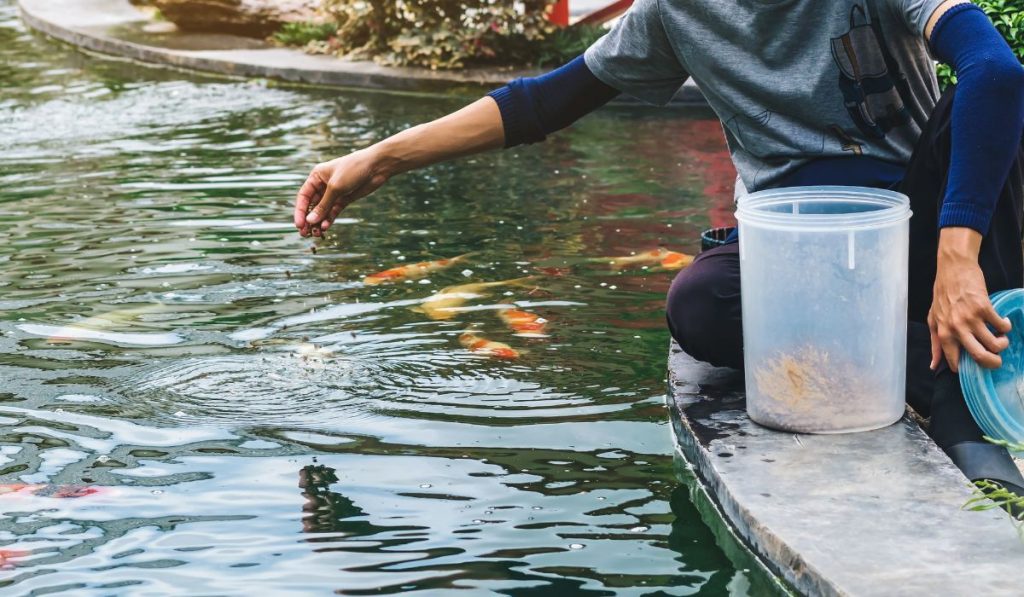 Guy feeding flock of Japanese's beautiful colorful koi carps fish swimming in pond