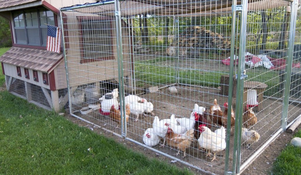 Small chicken coop and fenced area for egg laying fowl
