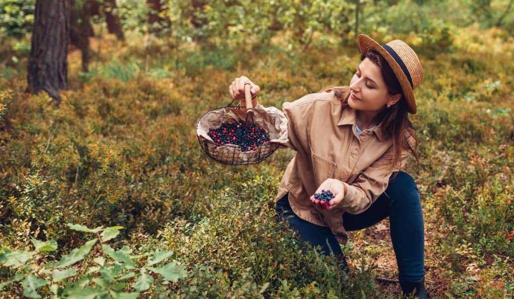 Woman picking bilberries blueberries and lingonberries in autumn forest putting them in basket.
