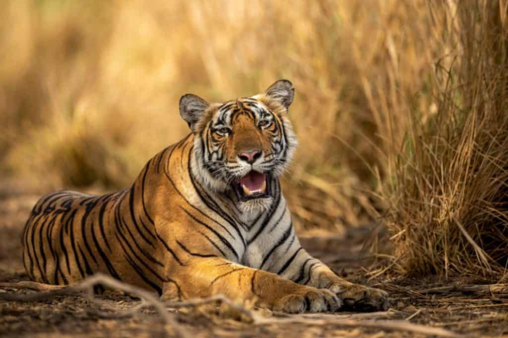 a tiger resting by the tall grasses 