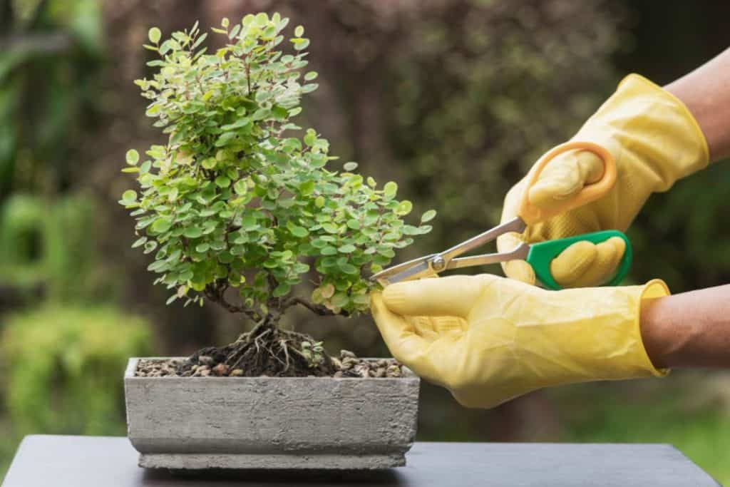caring bonsai plant by the gardener