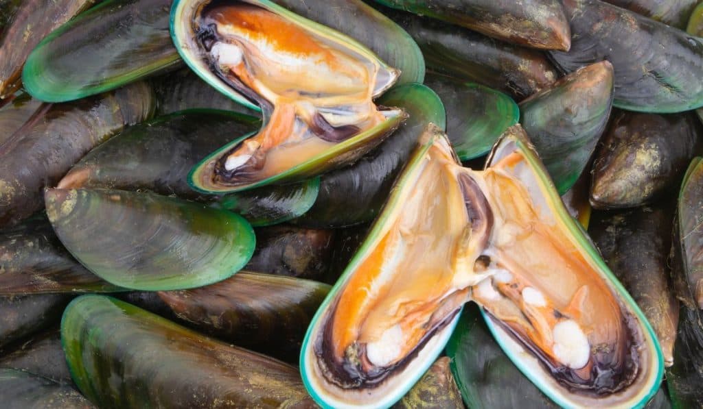 fresh raw green mussels