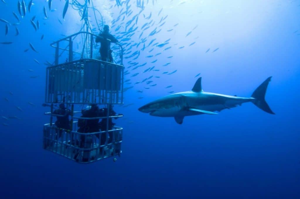 group of adventurers in cage to view a dangerous shark