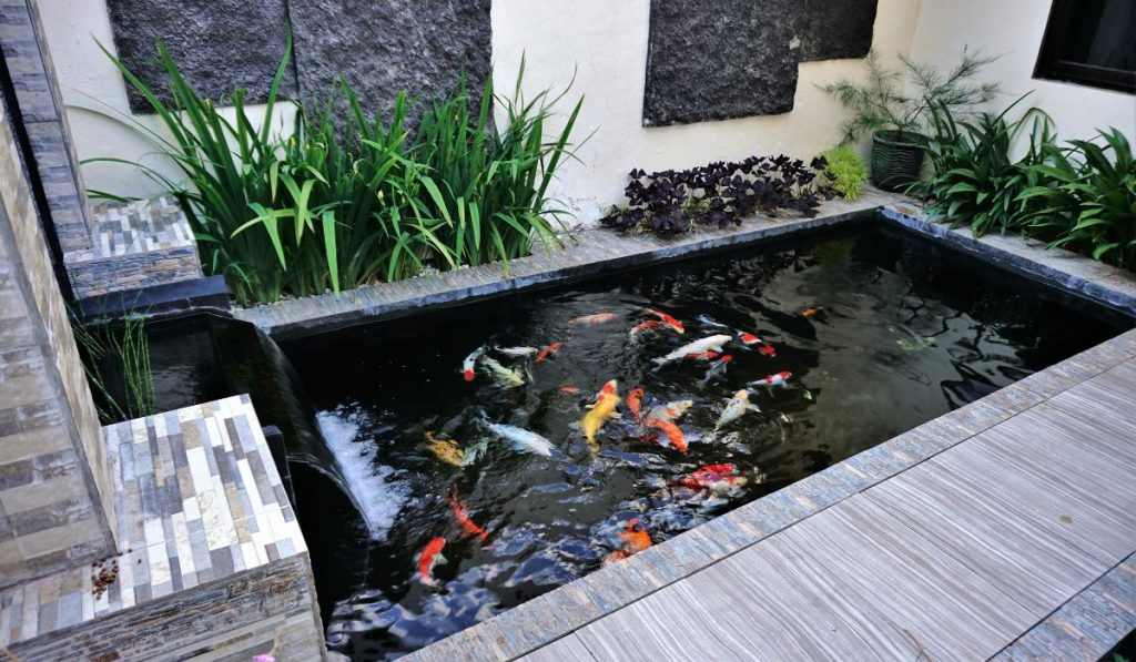 minimalist koi fish pond from top view