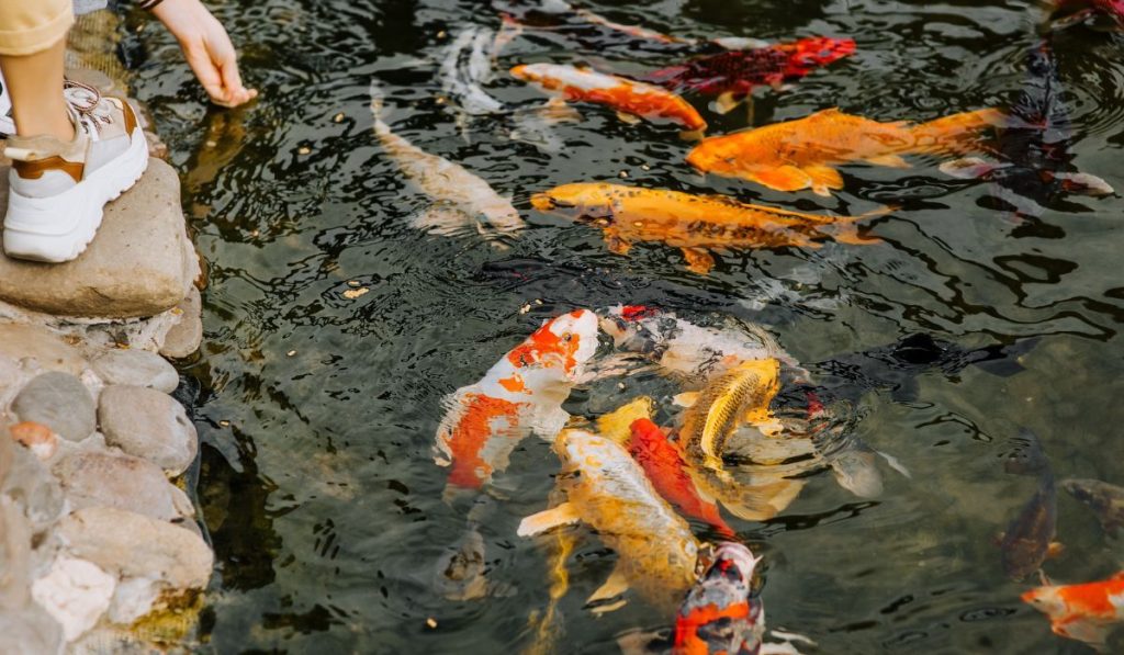 multi-colored koi fish swimming in the water,