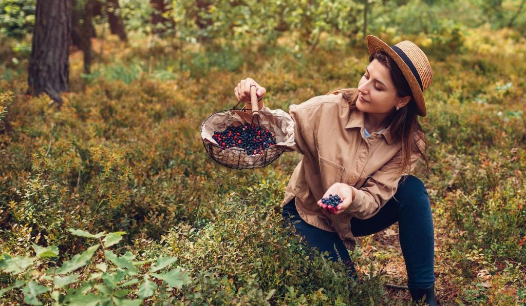Woman picking bilberries blueberries and lingonberries in autumn forest putting them in basket